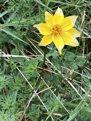 Bidens triplinervia