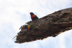 Trichoglossus moluccanus