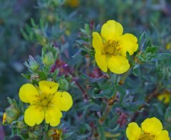 Dasiphora fruticosa