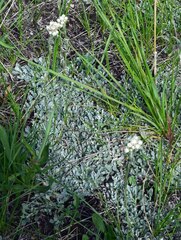 Antennaria parvifolia