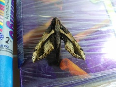 Xylophanes ceratomioides