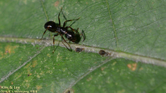 Camponotus nipponensis