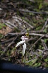 Caladenia longicauda borealis