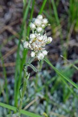 Antennaria parvifolia
