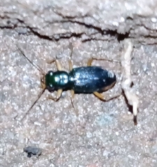 Neotetracha