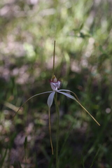 Caladenia longicauda borealis