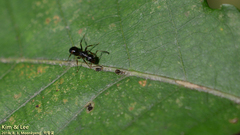Camponotus nipponensis