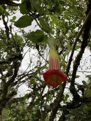 Brugmansia sanguinea