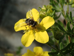 Eristalis dimidiata
