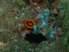 Balanophyllia