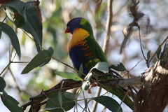 Trichoglossus moluccanus