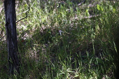 Caladenia longicauda borealis