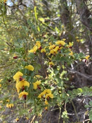 Bossiaea heterophylla