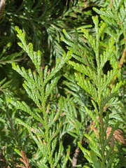 Thuja plicata