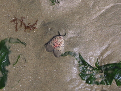 Lycorma delicatula