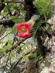 Brugmansia sanguinea