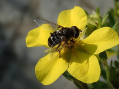 Eristalis dimidiata