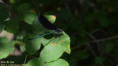 Atrocalopteryx atrata