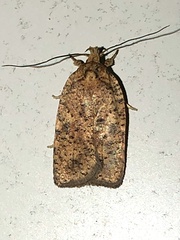 Agonopterix thelmae