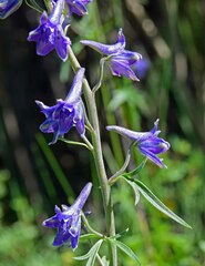 Delphinium barbeyi