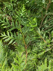 Thuja plicata