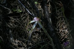 Caladenia longicauda borealis