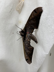 Adhemarius sexoculata