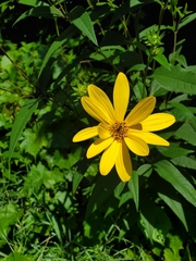 Helianthus divaricatus