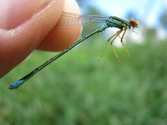 Enallagma antennatum