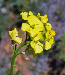 Erysimum capitatum