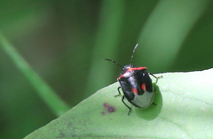 Cosmopepla lintneriana