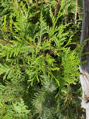 Thuja plicata