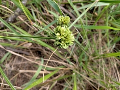 Cyperus lupulinus