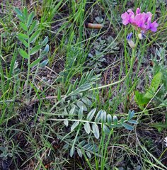 Oxytropis