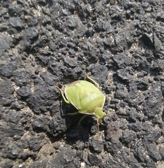 Chlorochroa uhleri
