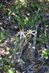 Caladenia longicauda borealis