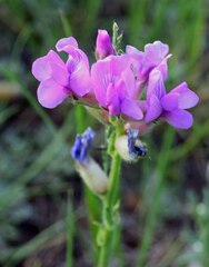 Oxytropis