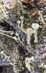 Cladonia pyxidata