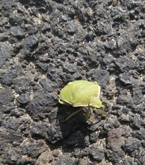 Chlorochroa uhleri