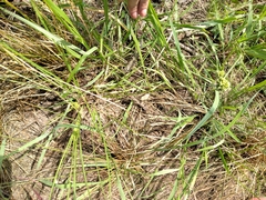 Cyperus lupulinus