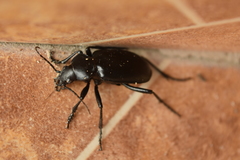 Calosoma peregrinator