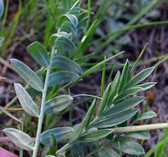 Oxytropis