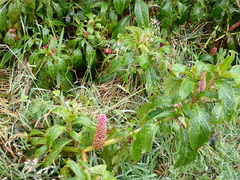 Phytolacca bogotensis