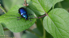Chrysochus chinensis