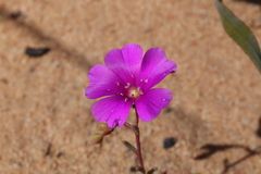Calandrinia