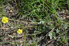 Potentilla hippiana