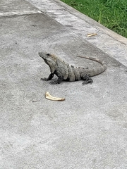 Ctenosaura similis