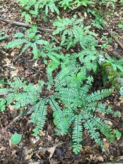 Adiantum pedatum