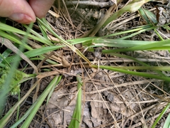 Cyperus lupulinus