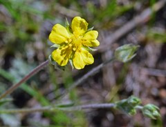 Potentilla hippiana